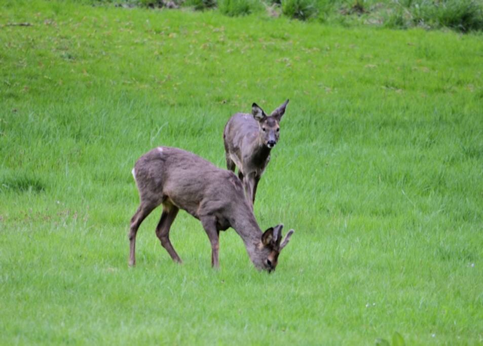 Deer can be seen in the woods behind the lodge.