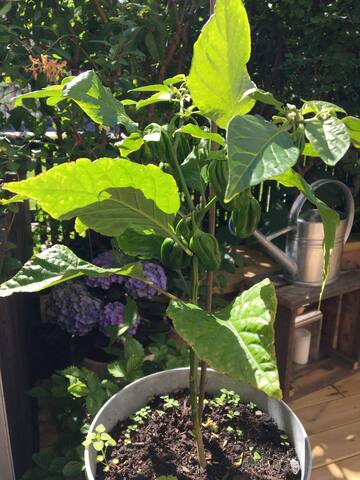 Central, spacious townhouse with private garden gallery image 4