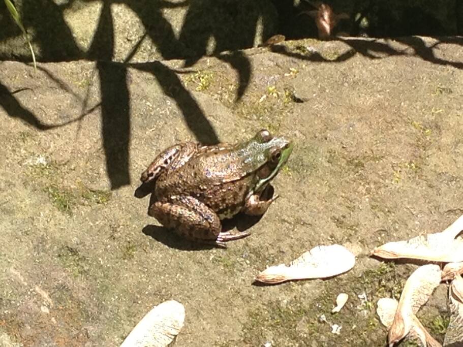 Frog on stone by pond this summer