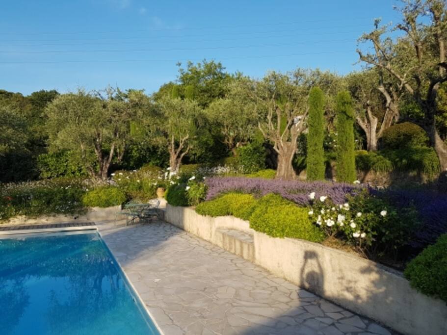 The garden in sunset