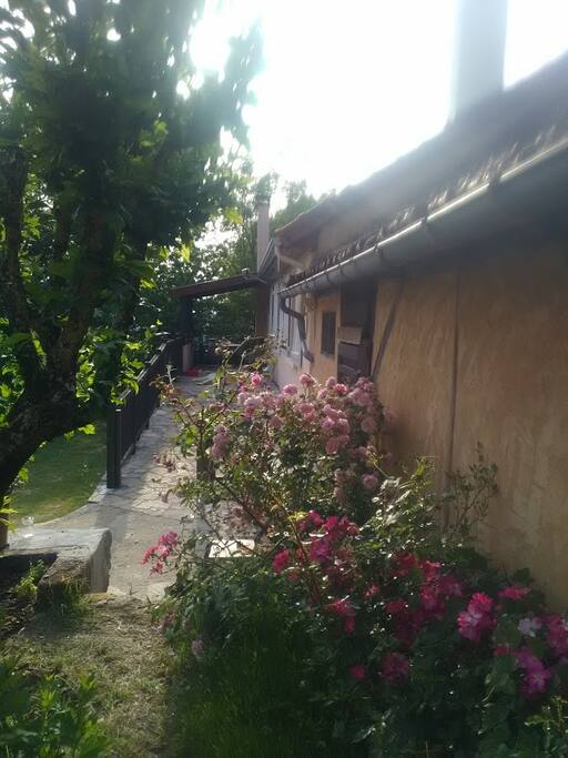 Les roses de l'entrée