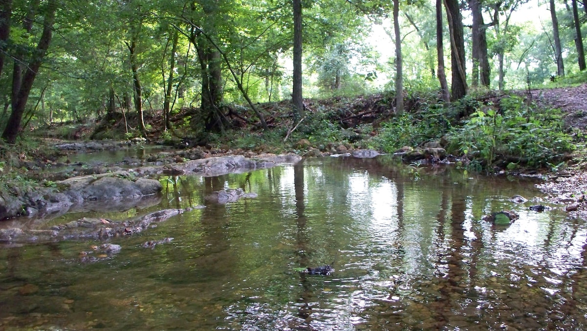 A serene stream flows through lush greenery, bordered by trees. The water is clear, reflecting surrounding foliage and rocks along the bank. Sunlight filters through the leaves, creating a peaceful atmosphere amid nature.