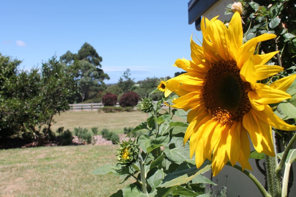 Pretty as a Sunflower