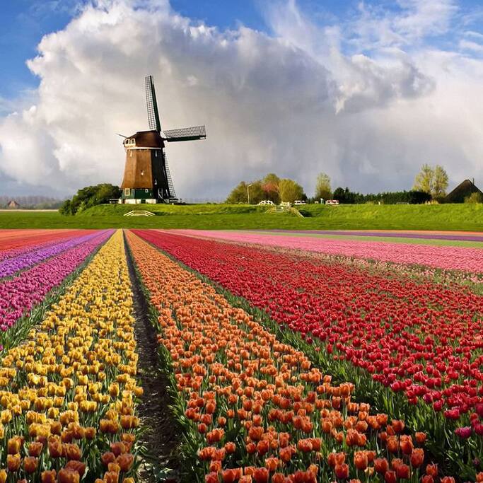 Dutch Flowerfields