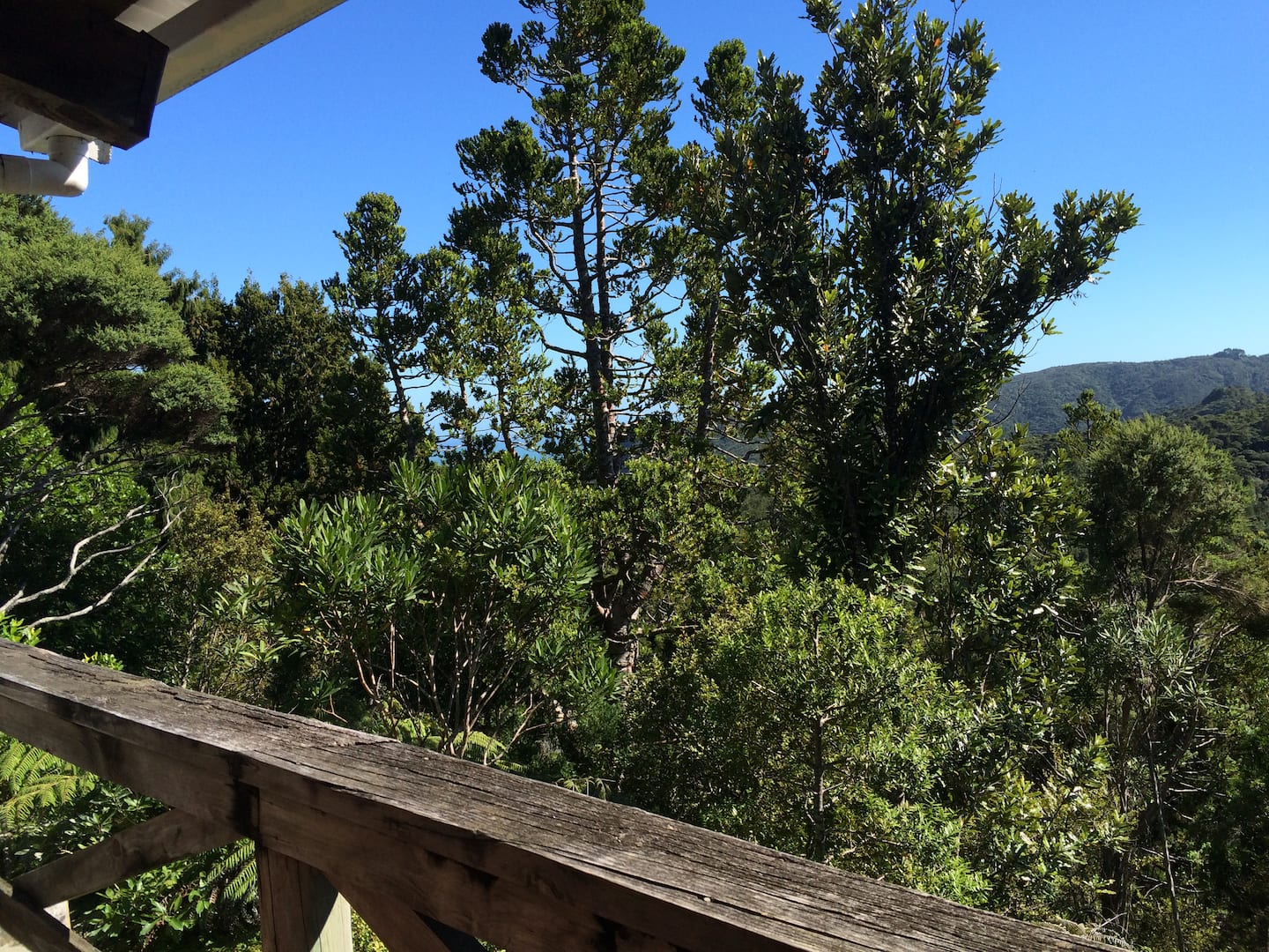 Lone Kauri Cabin 1