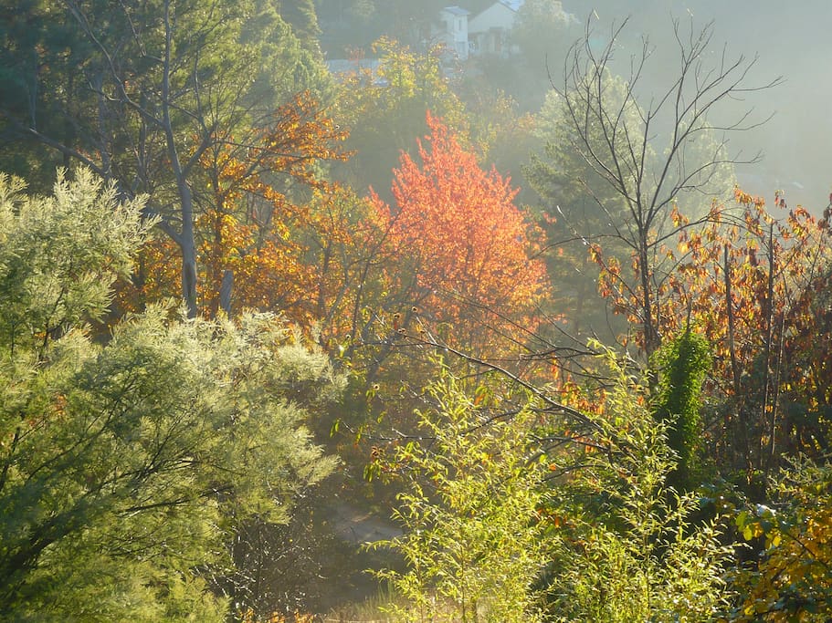 Paysage d'automne
