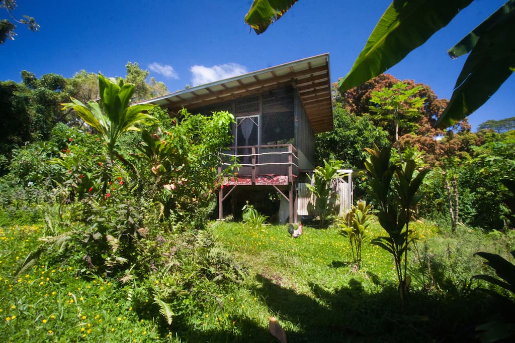 Come stay on our jungle homestead and experience the off-grid living!