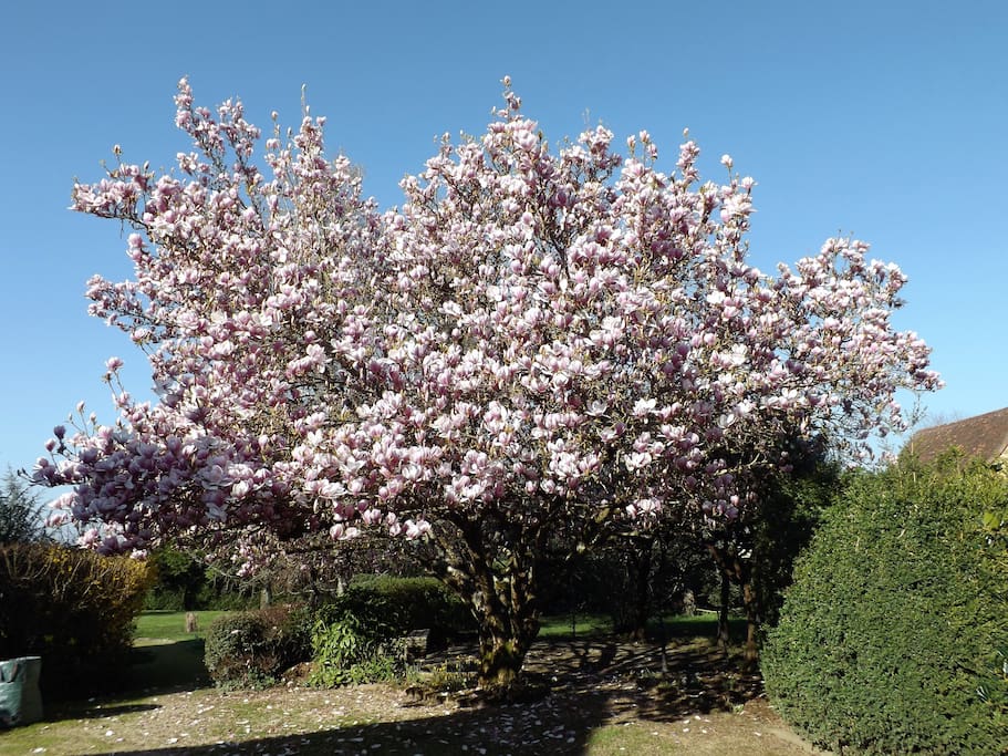 MAGNOLIA IN SPRING