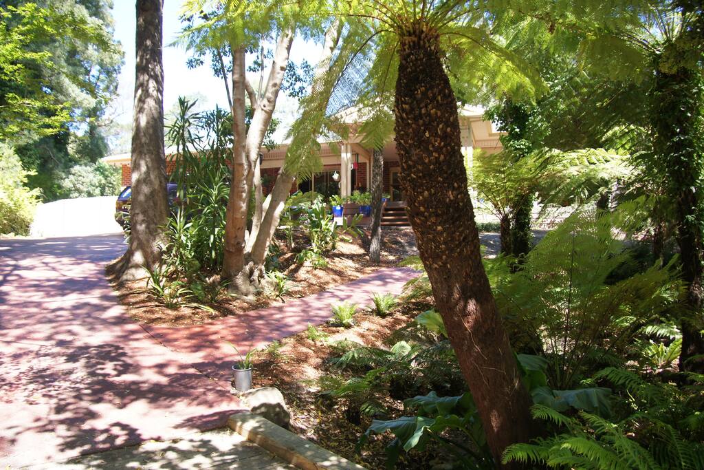 Creek area with tree ferns