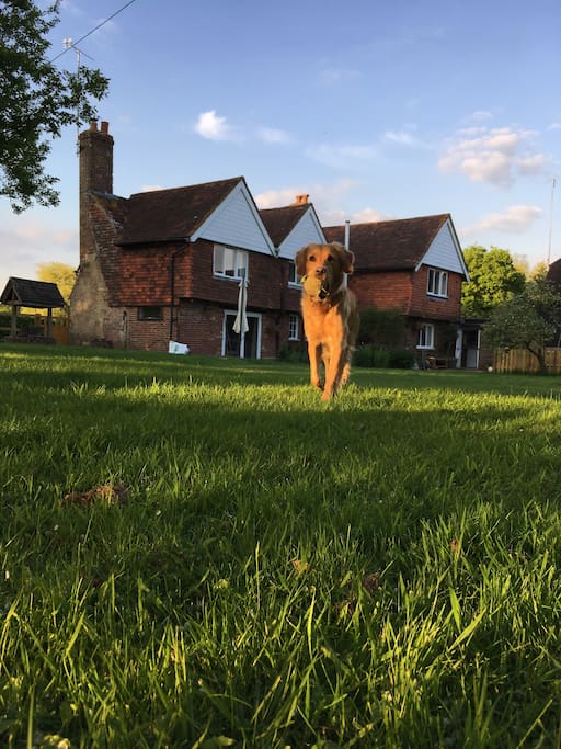Saffy guarding the house