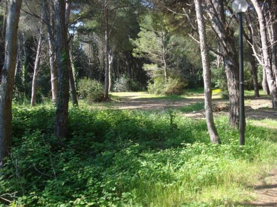 Pineta