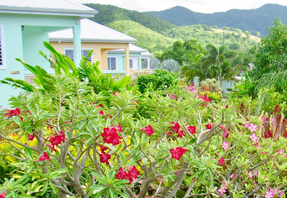 beautiful tropical garden