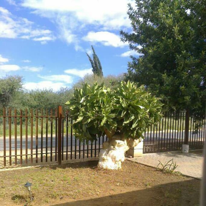 Namibia is currently in the midst of a severe drought. We are all hoping for a good rainy season but up to now, we have not been that fortunate. Therefore the garden is just about totally dead except for this beauty in the front garden.