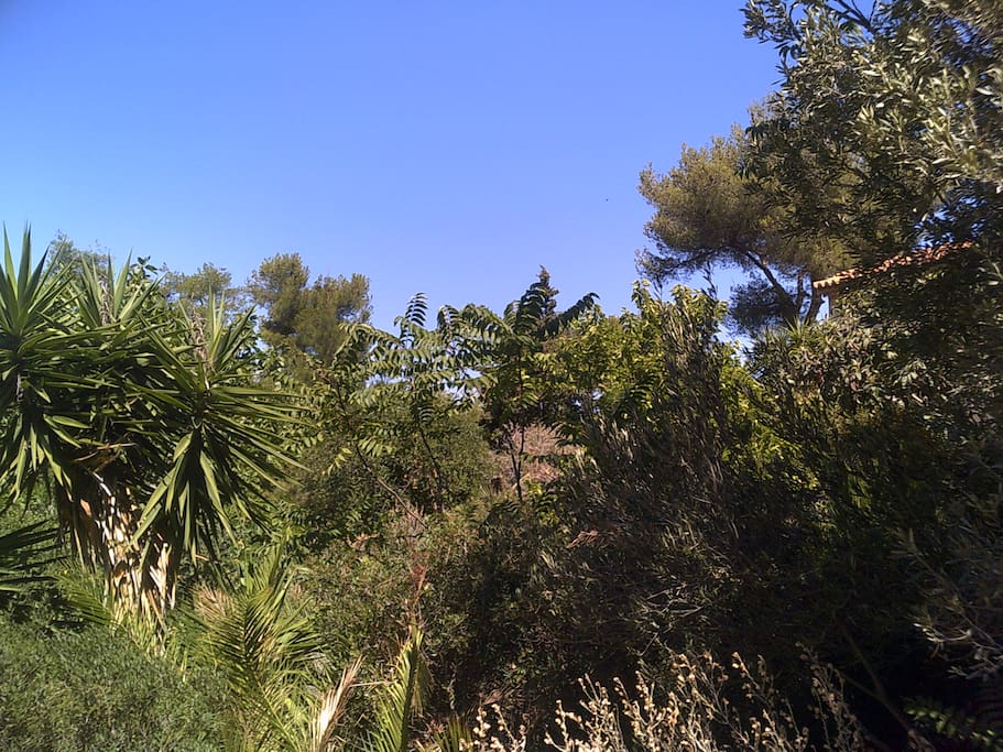 Le jardin sud africain