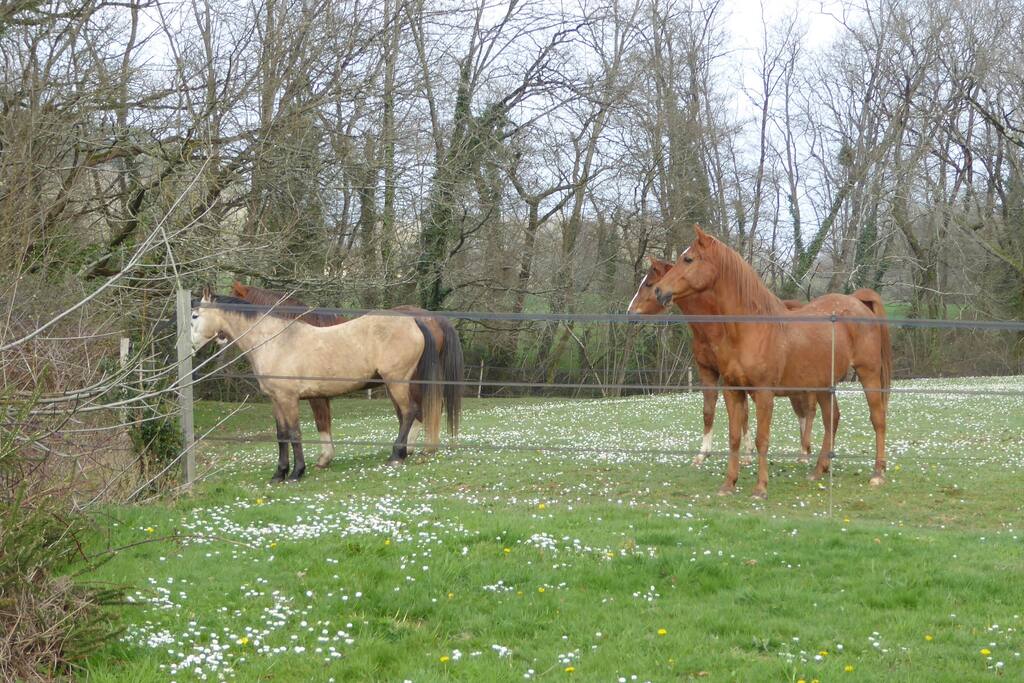 Enclos des chevaux
