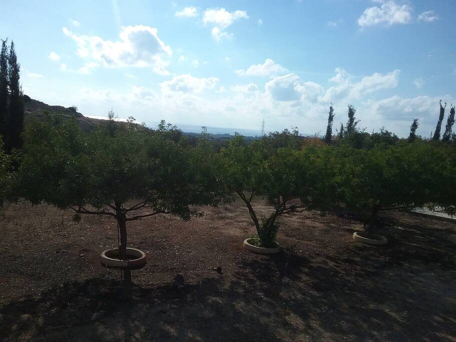 View from the porch.