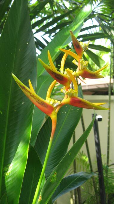 Strelitzia - bird of paradise flower