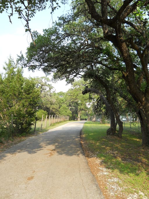 Road into the Ranch House and historic 4 Acre setting.