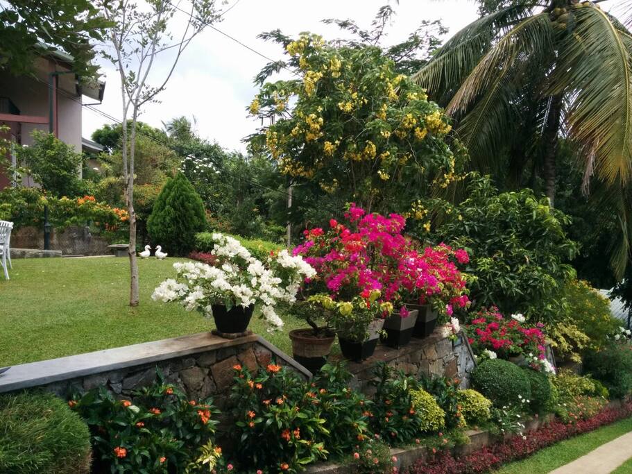On Site Front lawn