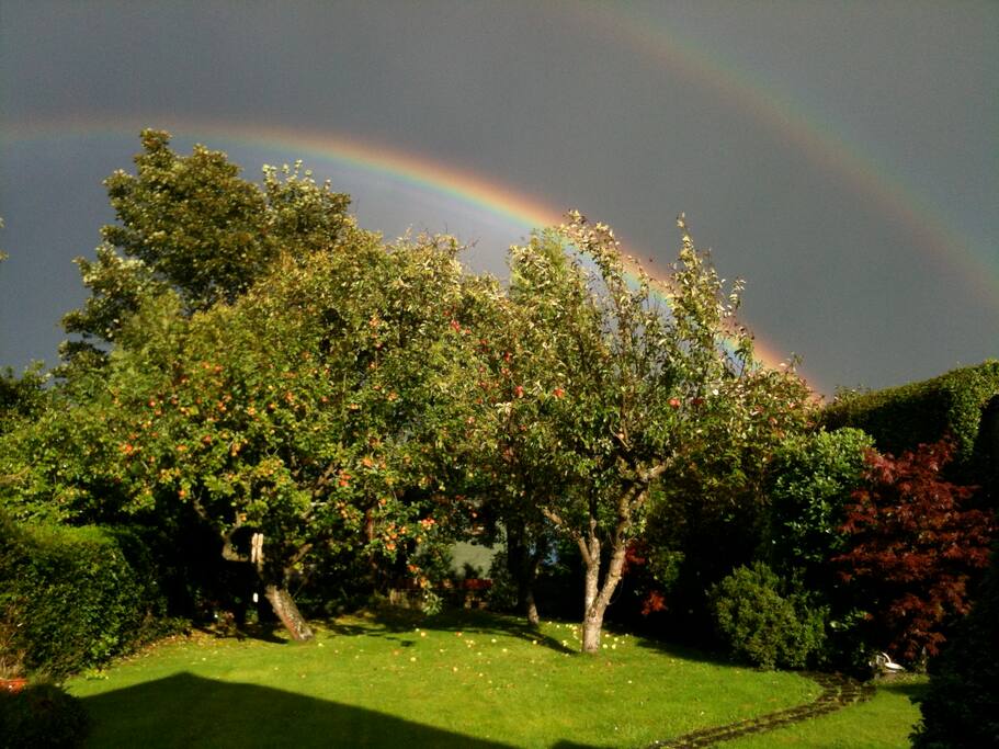 Back garden in summer