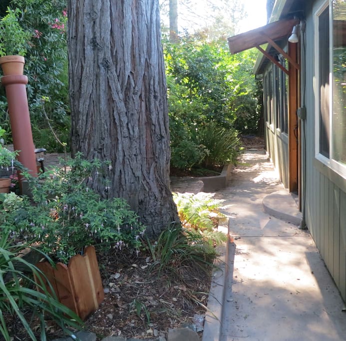 Magnificent cedar at front of house
