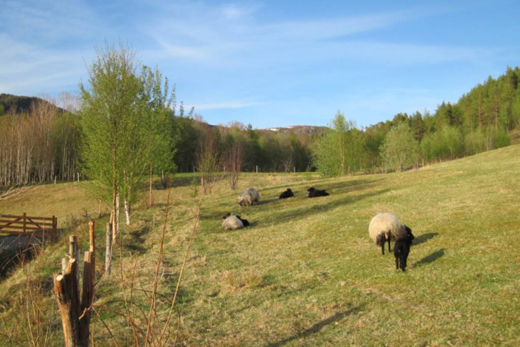 Villsau på beite
