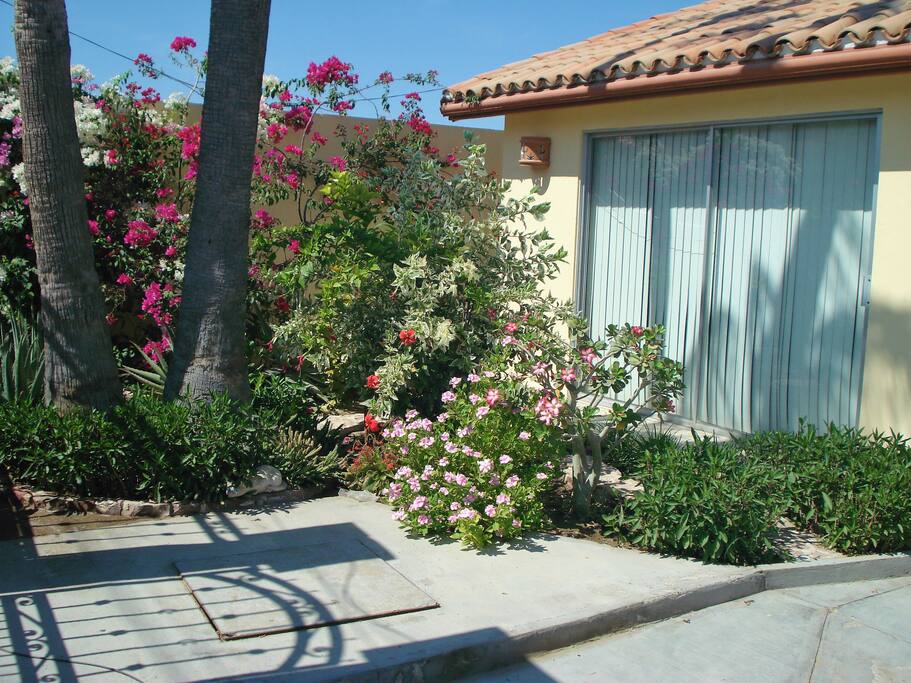I love gardening! I have many years creating this small landscape that was only sand and 3 palm trees when I first came into “Casa tres palmas”