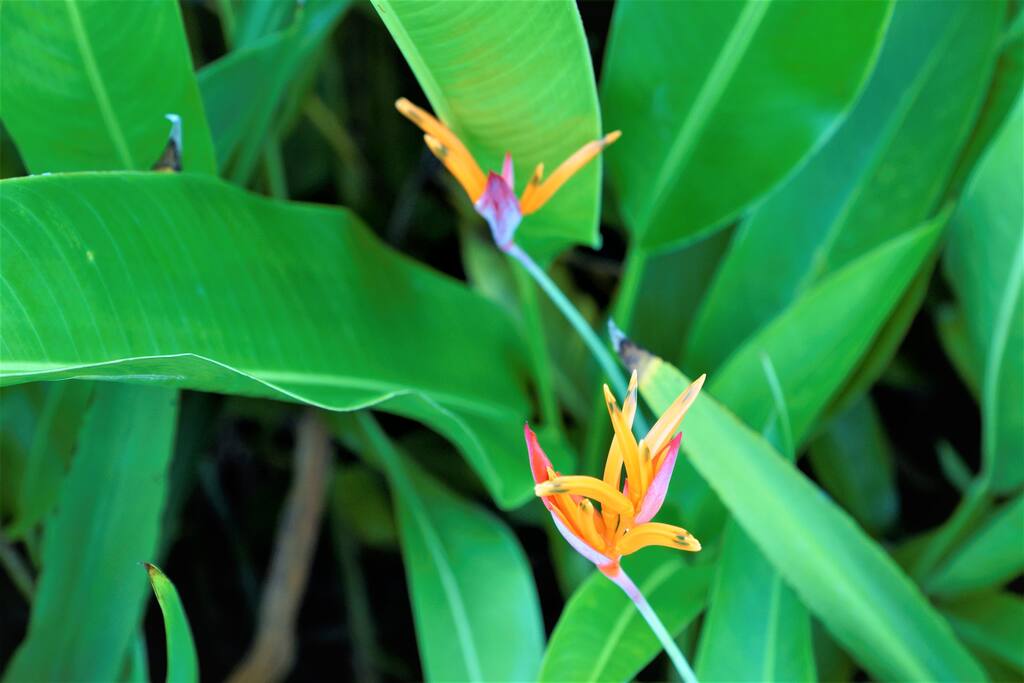Lush Vegetation