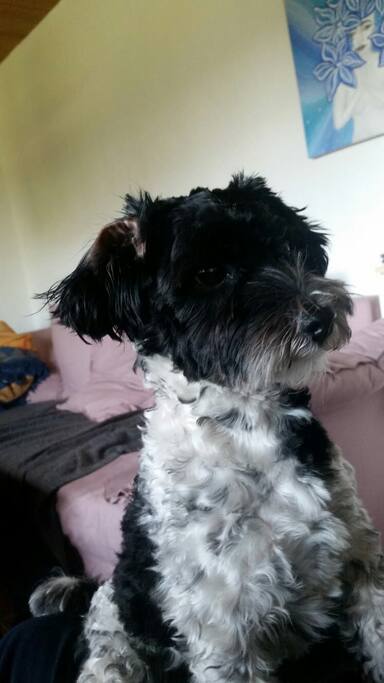 Der kleine Rudi :)
er ist ruhig, lieb und haart nicht!