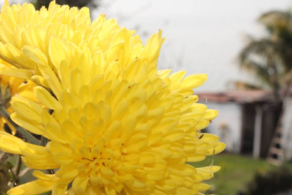 Encontrarás muchas flores dentro de la residencia