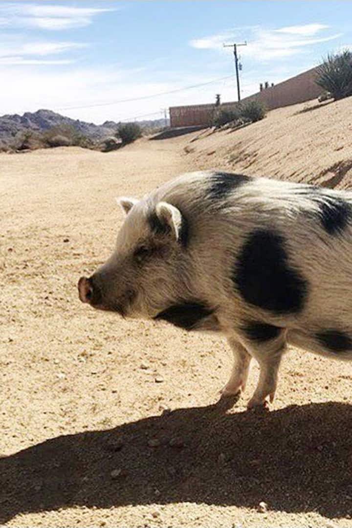 ジョシュアツリーでポットベリーピッグと遊ぼう Airbnb