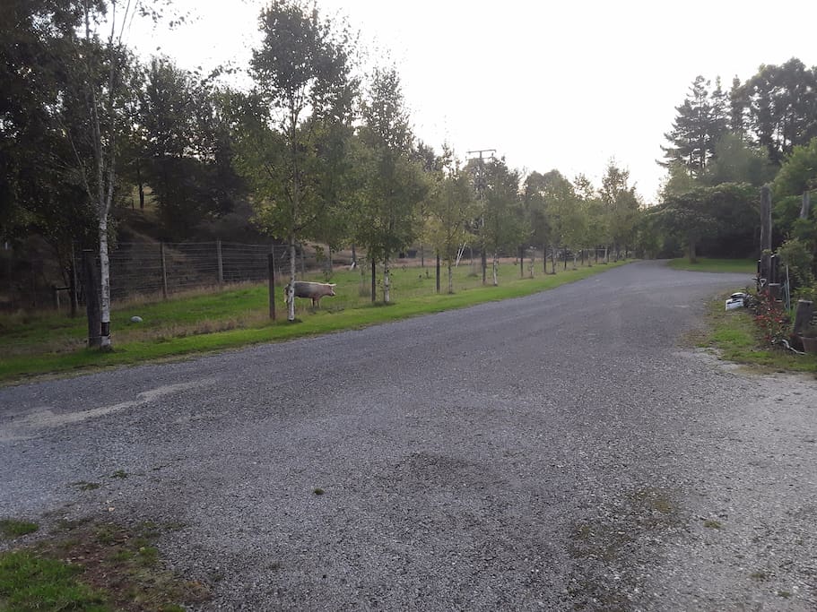 Scenery from cabin overlooking drive and paddock.