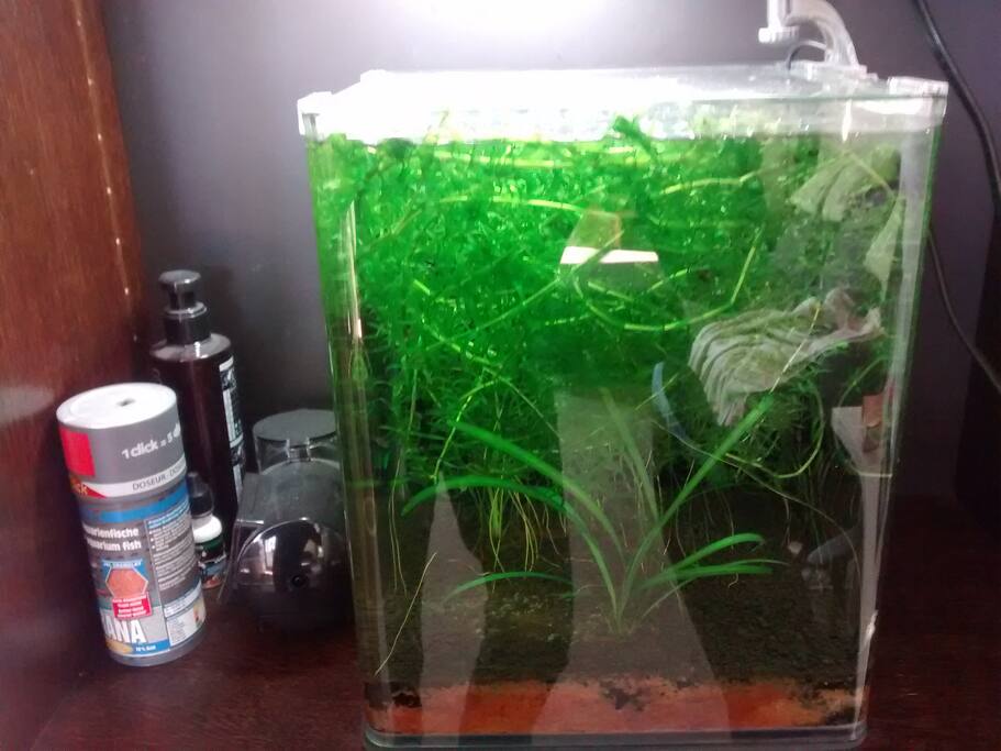 Aquarium