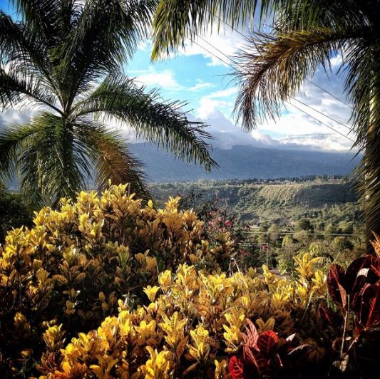 Lush tropical plants frame a scenic view of rolling hills and distant mountains. A canopy of palm leaves rises above vibrant yellow and green foliage, showcasing the natural beauty of the surrounding landscape under a partly cloudy sky.