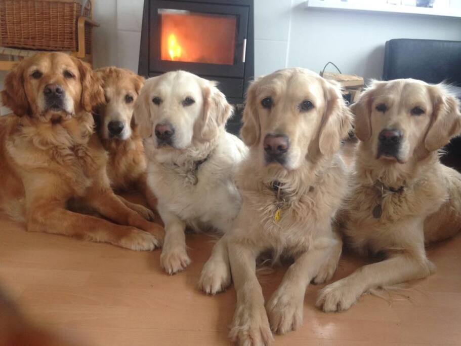 I en anden del af huset bor fem søde Golden Retrievere. De kommer ikke i nærheden af dig, med mindre du kan lide hunde.