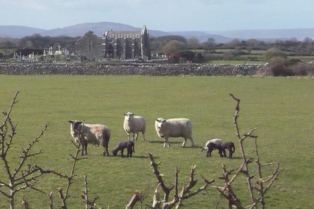 It's lambing time 2016! View from the front garden.