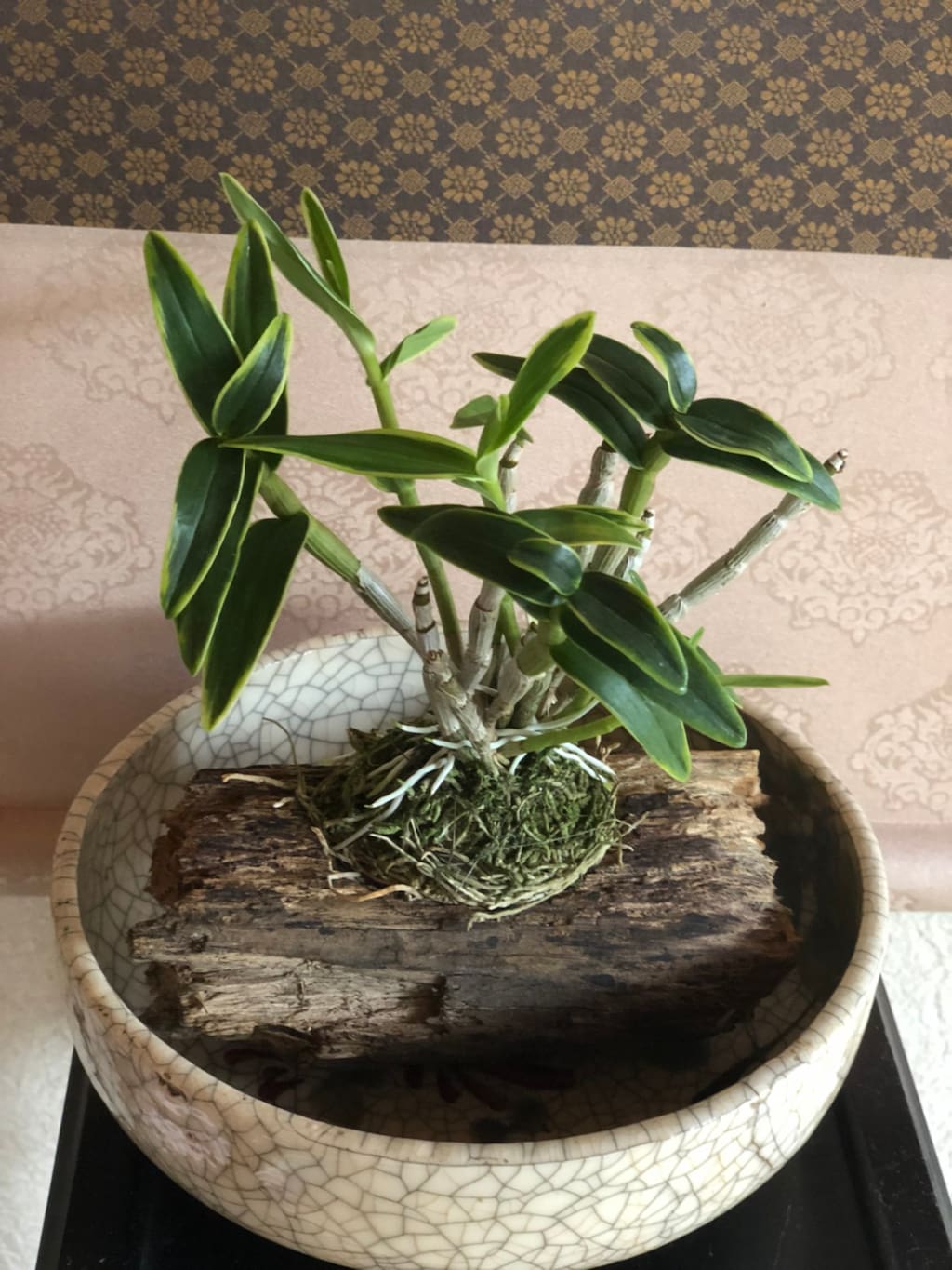 京都的夏天 京都旅游攻略 尽在airbnb爱彼迎 京都的夏天 京都旅游攻略 尽在airbnb爱彼迎
