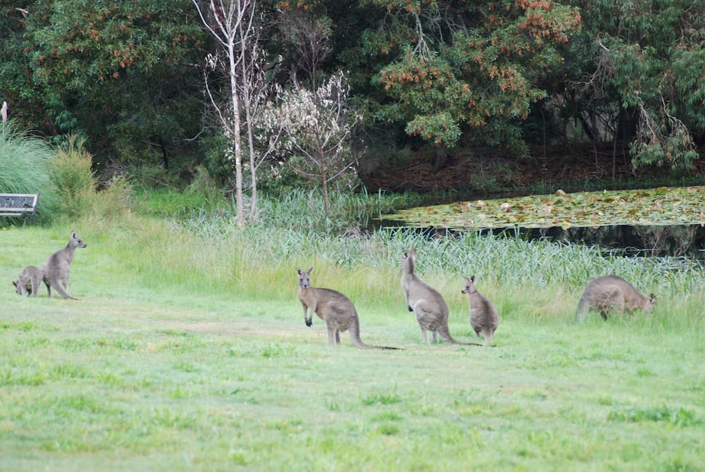 Locals