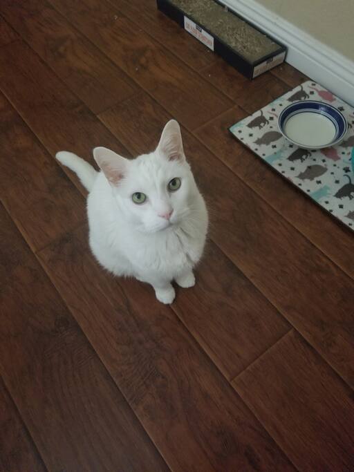 My cat. Your new buddy