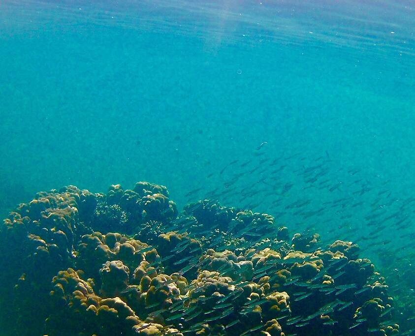 Our reef garden