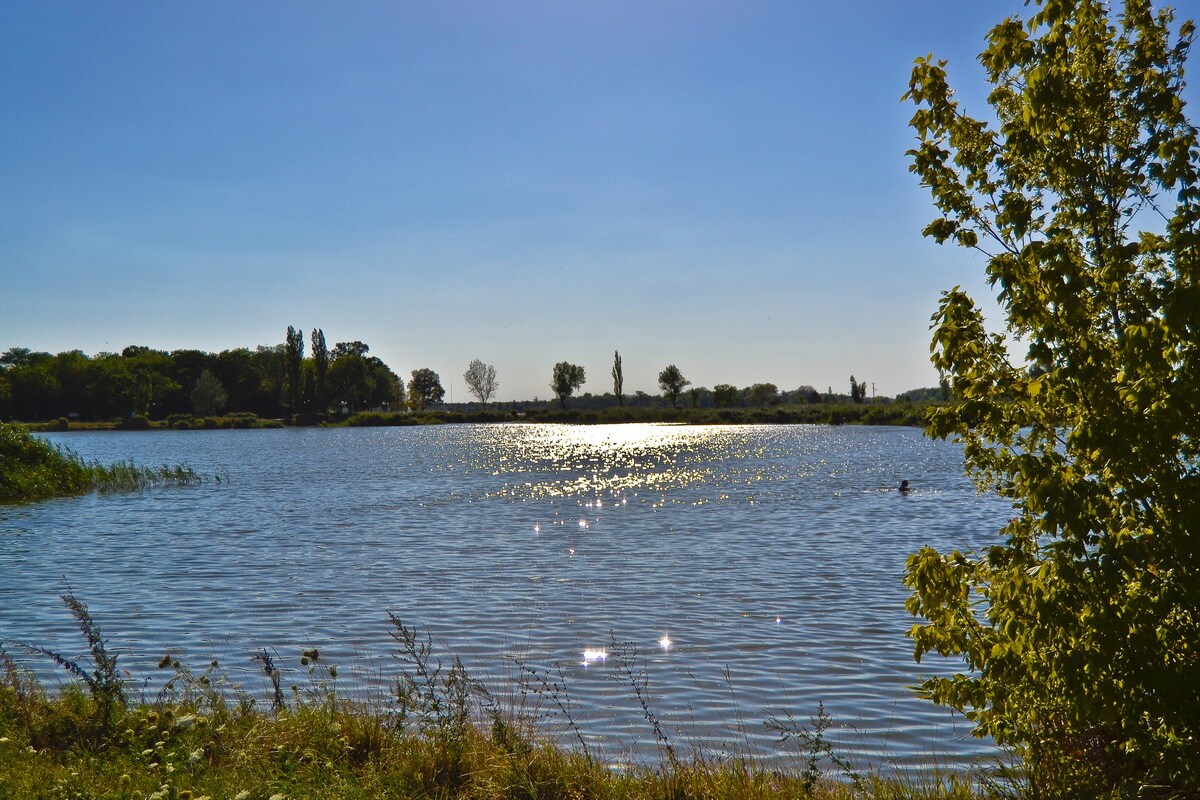 A serene landscape showcases a calm body of water glistening under bright sunlight. Lush greenery lines the shore, with trees standing quietly. The gentle ripples of the water reflect shimmering patterns, contributing to the peaceful setting.