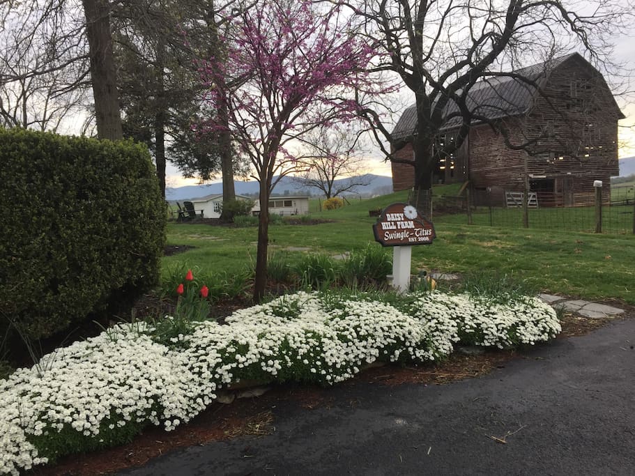 Spring time in Virginia