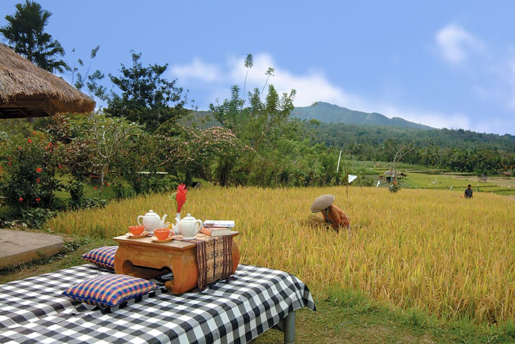 Harvest time at rice field in front of Puri Bagus Manggis