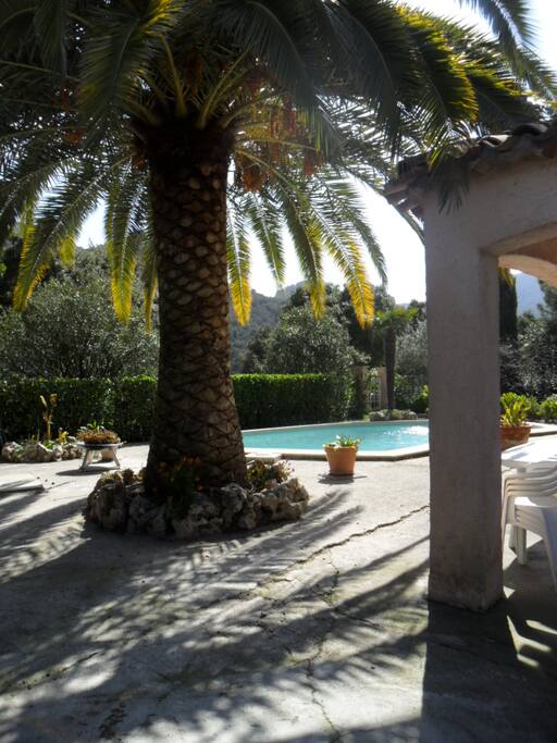 palmier, piscine, soleil, nature, cigales et farniente