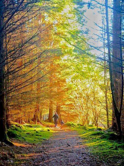 Forest walk behind the lodge