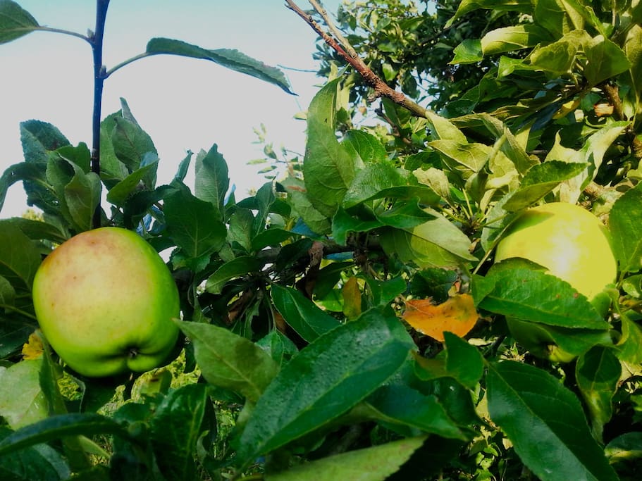 the apple trees in the garden