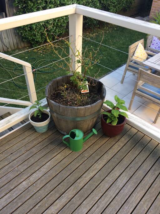 Back patio area