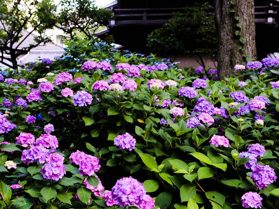东瀛花物语 东京市内紫阳花圣地白山神社 东京旅游攻略 尽在airbnb爱彼迎