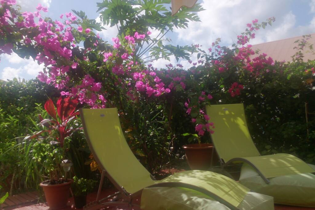 Quiétude dans un nid de bougainvilliers.