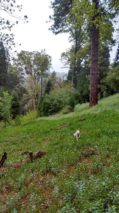 Forest behind cabin
